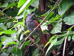 Thamnophilus palliatus