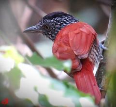 Thamnophilus palliatus