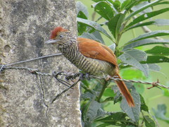 Thamnophilus palliatus