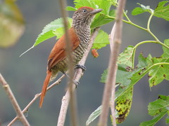 Thamnophilus palliatus