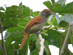 Thamnophilus palliatus