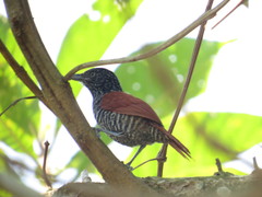 Thamnophilus palliatus