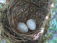 Thamnophilus palliatus