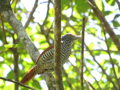 Thamnophilus palliatus