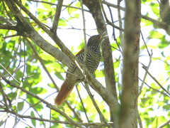 Thamnophilus palliatus