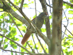 Thamnophilus palliatus