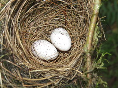 Thamnophilus palliatus