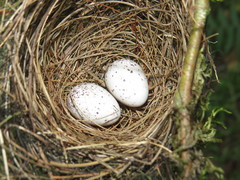 Thamnophilus palliatus