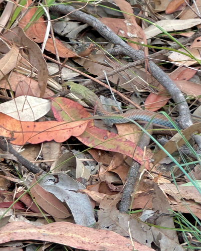 Yellow-faced Whipsnake sighting
