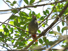 Thamnophilus palliatus