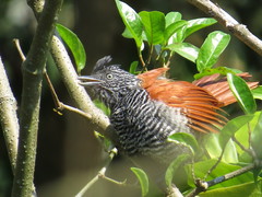 Thamnophilus palliatus