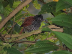 Thamnophilus palliatus