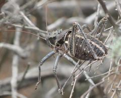 Acanthoplus