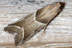 Nyctegretis lineana