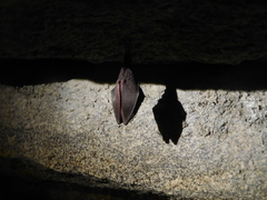 Rhinolophus hipposideros