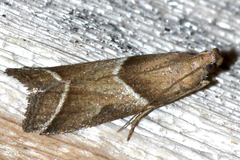 Nyctegretis lineana