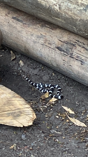 Eastern Bandy Bandy sighting