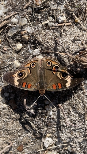 Common Buckeye