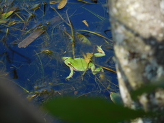 Hyla molleri