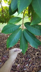 Syzygium malaccense