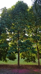 Syzygium malaccense