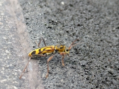 Chlorophorus annularis