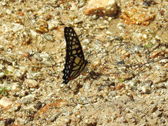 Graphium chironides