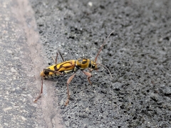 Chlorophorus annularis