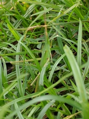 Acrida cinerea