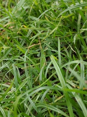 Acrida cinerea