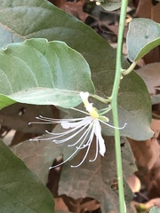 Capparis micracantha