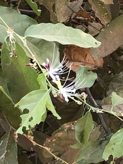 Capparis micracantha