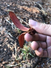 Dipterocarpaceae