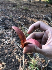 Dipterocarpaceae