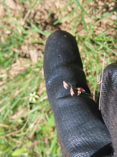 Zacale (Bouteloua diversispicula)