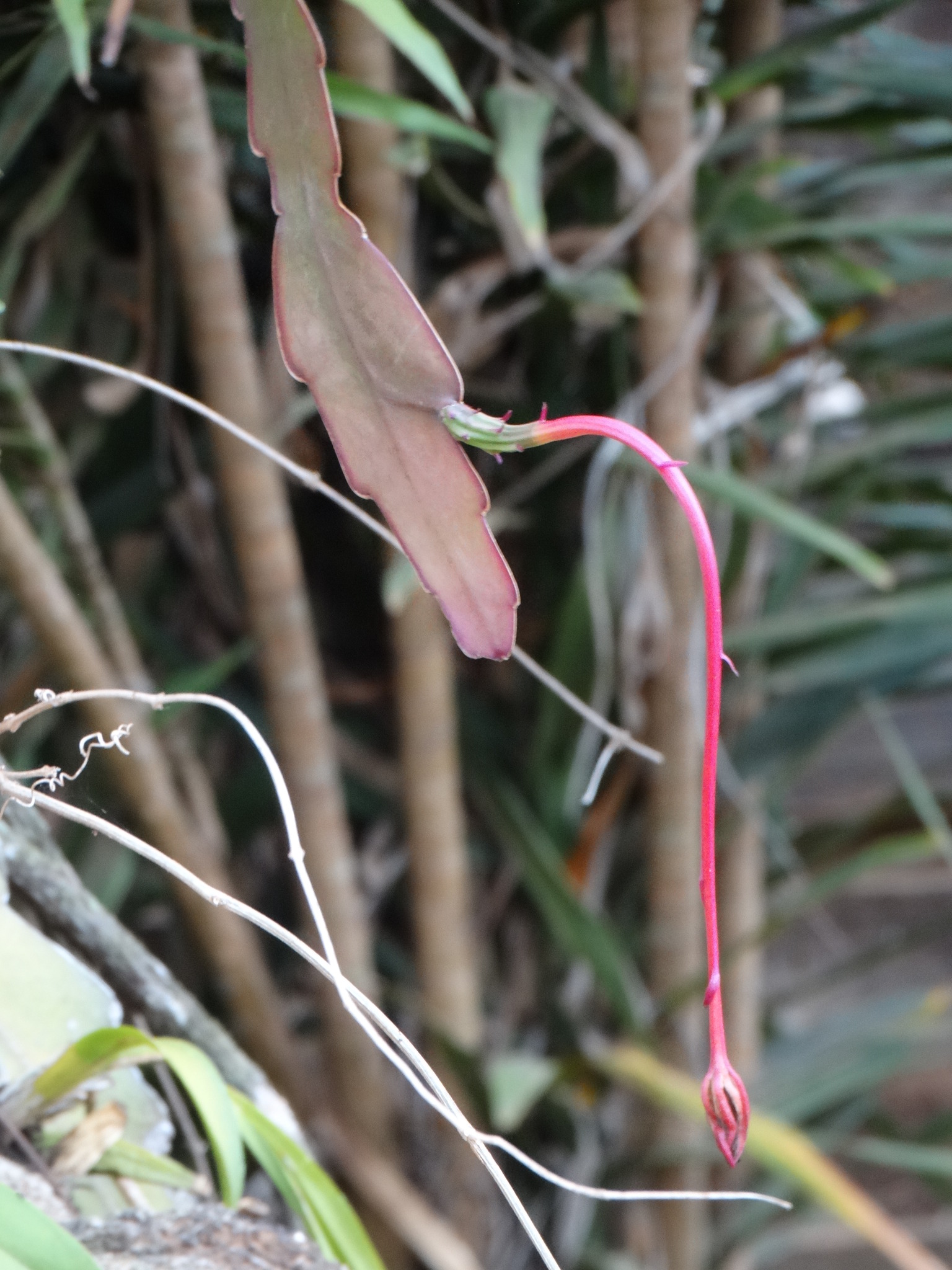 Epiphyllum phyllanthus
