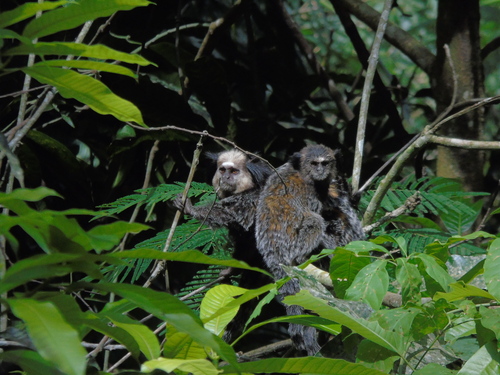 Geoffroy’s Tufted-ear Marmoset