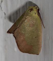 Drepanogynis cambogiaria