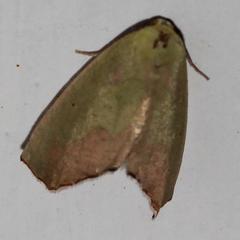 Drepanogynis cambogiaria