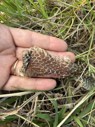 Lowlands Copperhead sighting