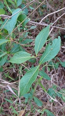 Campomanesia adamantium