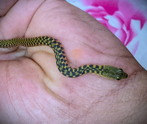 Chequered Keelback