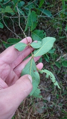 Campomanesia adamantium