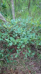 Campomanesia adamantium