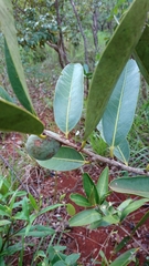 Salacia crassifolia