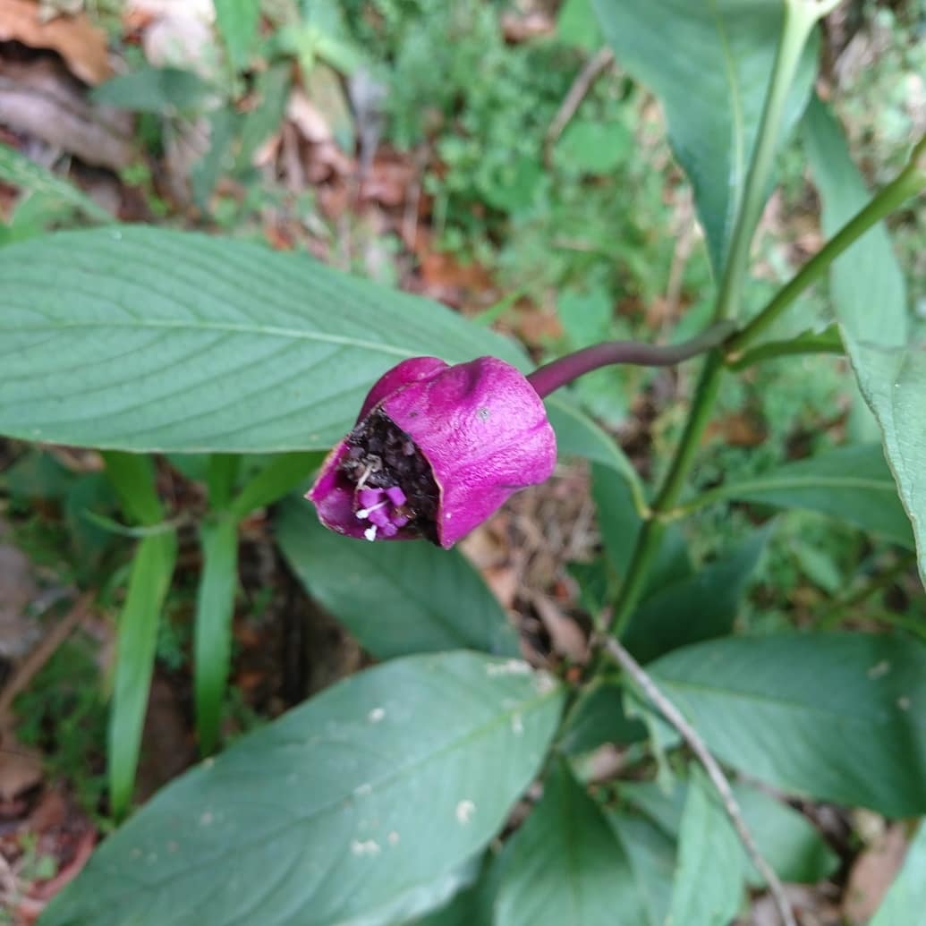Palicourea colorata