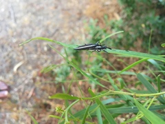 Rhinotia suturalis
