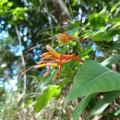 Palicourea marcgravii
