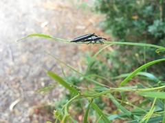 Rhinotia suturalis