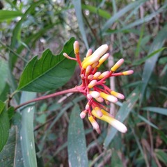 Palicourea marcgravii